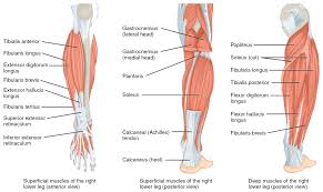 Quad leg muscles anatomy labeled diagram, vector illustration fitness poster. Muscles Of The Lower Leg And Foot Human Anatomy And Physiology Lab Bsb 141