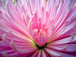 Fuji Mums Flores
