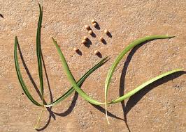 Image result for Searsia lancea