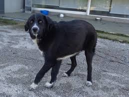 Beau of the fifth column. Dukas Herdenschutzhund Mix Tiermarkt Net