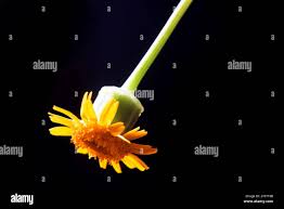 Image result for Emilia discifolia