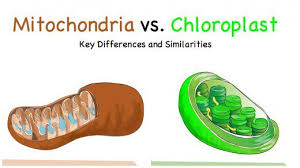 Cells need both chloroplasts and mitochondria to undergo both photosynthesis and cell respiration. Compare And Contrast Chloroplasts And Mitochondria