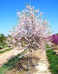 Image result for Halesia