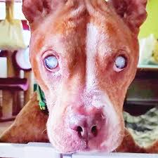 The moment this blind pitbull gets her eyesight back and sees her foster  parents for the very first time is melting hearts everywhere... Check  comments to see the reaction 👇🏻❤️