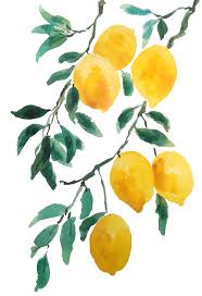 Yellow Lemon 2018 Throw Pillow By Color And Color Cover 16 X 16 With Pillow Ins Watercolor Paintings For Beginners Watercolor Paintings Easy Art Painting