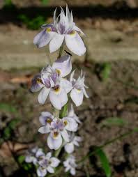 Image result for Moraea schimperi