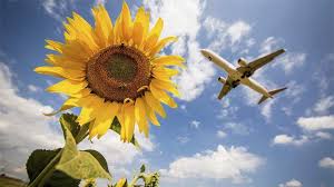 What else do you need to know? Sbi Card Vs Hdfc Vs Axis Vs Rupay Card Get The Best Of Airfare Deals Zee Business