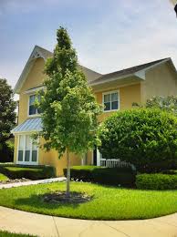 Sugar maple is the most common maple in the eastern united states, however it is not recommended for growing in florida. Florida Flame Red Maple Acer Rubrum