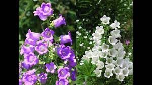Amazing And Most Beautiful Campanula Medium Flowers Canterbury Bells Romantic Flowers Flowers Campanula