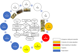 Image result for Crepidorhopalon tenuis