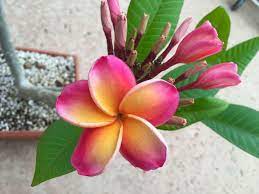 Pin On My Plumerias