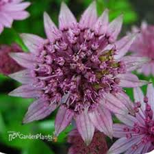 Image result for Astrantia major `Roma`
