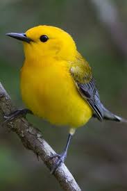 The Prothonotary Warbler Is A Small Songbird Of The New World Warbler Family It Is The Only Member Of The Genus Protonotar Pet Birds Animals Beautiful Animals