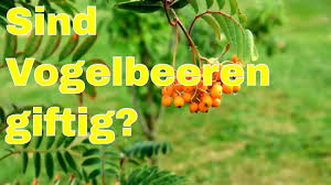 In manchen farben sind giftige stoffe. Sind Vogelbeeren Giftig Youtube