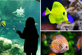 Come visit gatlinburg and enjoy ripley's aquarium of the smoky mountains. Ripley S Aquarium Of The Smokies Tennessee Smokies Visitor Guide