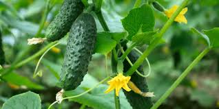 Image result for how to self pollinate cucumbers