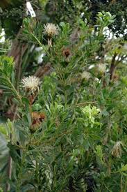 Image result for Protea angolensis