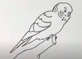How To Draw A Monk Parakeet Step By Step You can of course add a lot. how to draw a monk parakeet step by step