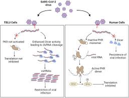 Processing of Genomic RNAs by Dicer in Bat Cells Limits SARS-CoV-2  Replication