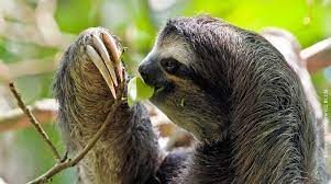 See 4 authoritative translations of perezoso in english with example sentences, phrases and audio pronunciations. Ultima Oportunidad Para El Perezoso Pigmeo Salva La Selva