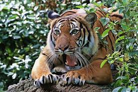 ✓ kommerzielle nutzung gratis ✓ erstklassige bilder. Indochinesischer Tiger Tier Fotos Eu
