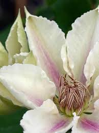 We did not find results for: Clematis Corinne Bluestone Perennials