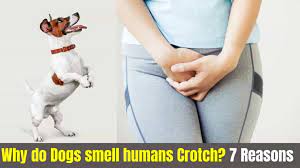 Why Do Dogs Smell Your Crotch 8 Reason How To Stop
