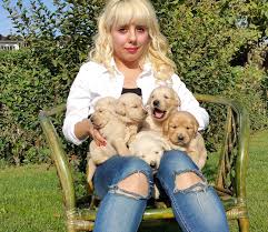 Satilik Golden Retriever Yavru Fiyatlari Bursa Kopek Egitim Merkezi