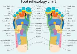 Foot Reflexology Chart Free Vector Download 378559 Cannypic