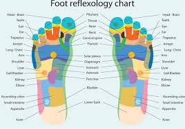 foot reflexology chart free vector download 378559 cannypic