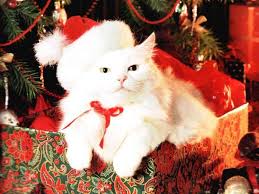 Cute Christmas Desktop Backgrounds Wallpaper Cute Christmas Desktop Christmas Cats Christmas Animals Christmas Cat Humor