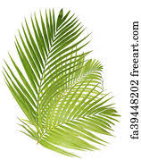 Learn to make a palm leaf cross. Free Palm Leaf Art Prints And Wall Artwork Freeart