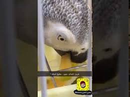 ماهي فوائد الشمام جرو خربز للطيور وكيف الطريقة مطوع المطوع