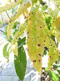 Recognizing Mango Disease Symptoms Learn About Managing Mango Tree Diseases