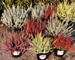 Комфортная температура для роста вереска +18+220с, она дает лучшую адаптацию и развитие корней. Veresk V Sadu 67 Foto Na Dache Foto