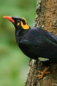 Top 10 Smartest Talking Birds In The World African Grey Parrot Birds Pet Birds
