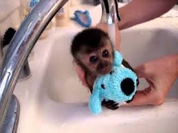 Captive capuchin monkeys are charming as babies and need care much like a human baby. Baby Monkey Nala Gets A Bath Youtube