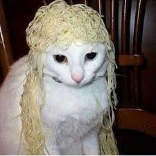 If Your Having A Bad Day Heres A Cat With Noodle Hair Animals Cute Dogs Cute Animals