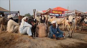 This does appear in the hadith that the cow and camel will be divided into seven shares. Sacrificial Animals Online Buying Picks Up In Pakistan Amid Pandemic