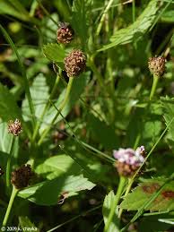 Image result for Landolphia lanceolata