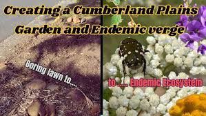 Image result for Eulophia seleensis