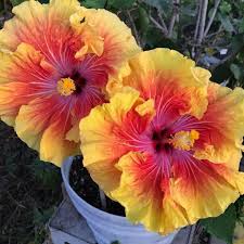 Image result for Hibiscus torrei