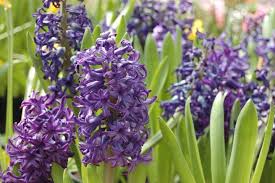 Huge selection of top brands. Forcing Bulbs Indoors For Winter Blooms Old Farmer S Almanac