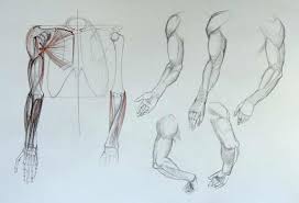 Gca blog uninstructed anatomy drawing group. Arm Anatomy Anatomy Course For Artists