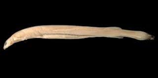 Image result for Vandellia