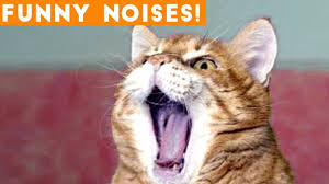 Funniest Animal Sounds Compilation Of 2018 Funny Pet Videos Funny Animal Videos Funny Animals Animal Sounds