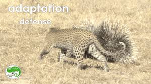 Https Encrypted Tbn0 Gstatic Com Images Q Tbn And9gcqjenwvbqbvheipg6afkfclffjnaj3e9jogaa Usqp Cau