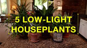 Our screened options have been sifted into a smooth texture that's free of rocks, roots, clumps and debris. Espoma Top 5 Low Light Houseplants Espoma
