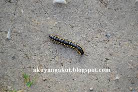 © cambridge university press 2021. Purple Blossom Ulat Gonggok Belang Hitam Dan Kuning