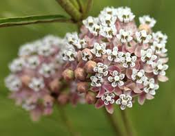 Asclepias Fascicularis Narrow Leaved Milkweed Asclepias Milkweed Perennial Plants